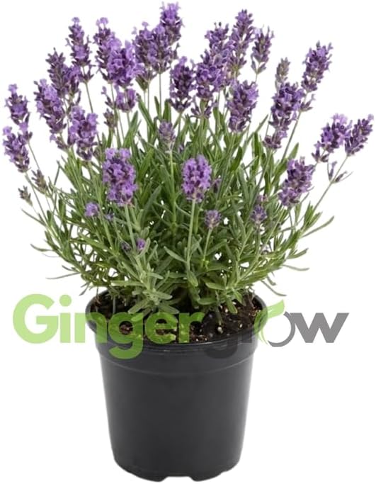 English Lavender Plants Live Outdoor and Garden, 3-Inch Pot, Cold-Hardy English Lavender for Patios, Borders, and Pathways