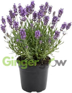 English Lavender Plants Live Outdoor and Garden, 3-Inch Pot, Cold-Hardy English Lavender for Patios, Borders, and Pathways