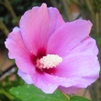 2 Purple Rose of Sharon Tree Live Plant | 12–18 Inch Tall | Hibiscus syriacus Flowering Shrubs for Yards, Hedges, Borders & Landscape Design