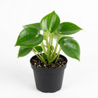 Peperomia Raindrop Houseplant, 4 Inch Pot, Vigorous Houseplant with Thick Glossy Foliage for Living Rooms & Shelves, Easy to Care Pet-Friendly Decor