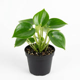 Peperomia Raindrop Houseplant, 4 Inch Pot, Vigorous Houseplant with Thick Glossy Foliage for Living Rooms & Shelves, Easy to Care Pet-Friendly Decor