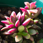 Anacampseros Telephiastrum, Variegatum Sunrise Succulent in 2 Inch Pot, Perfect for Indoor Accent Décor, Minimalist Spaces & Gift Giving