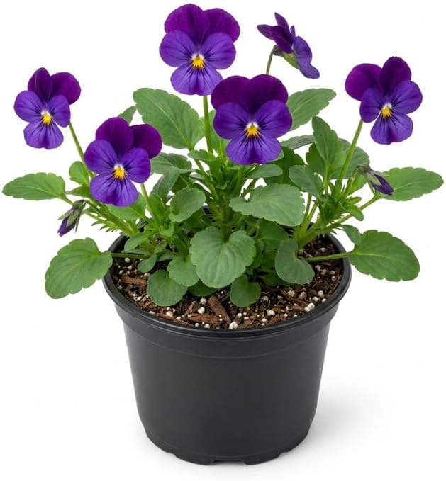 Violet Viola Plant, Cold-Hardy Blooming Groundcover, Vibrant Flowers for Patio Planters & Yard Borders