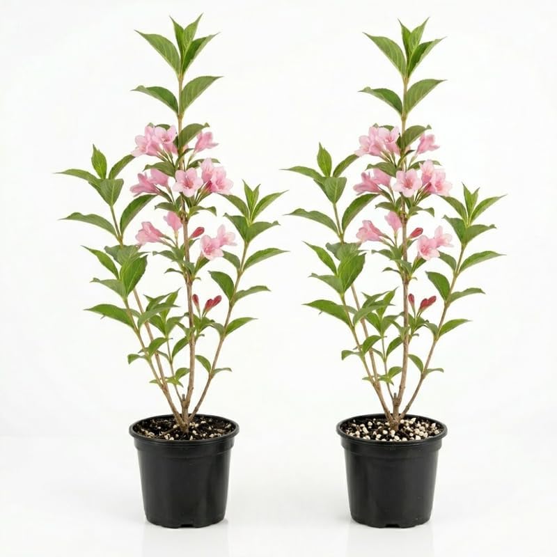 2 Pink Weigela Shrub, 4 Inch Pot, Live Shrub with Dark Green Foliage for Outdoor Décor, Low Maintenance Plant for Home Gardens