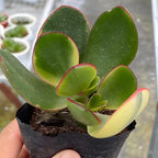 Variegated Jade Live Succulent in 2" Inch Pot | Crassula Ovata | Compact Tri-Color Plant | Ideal for Collections & Gifts