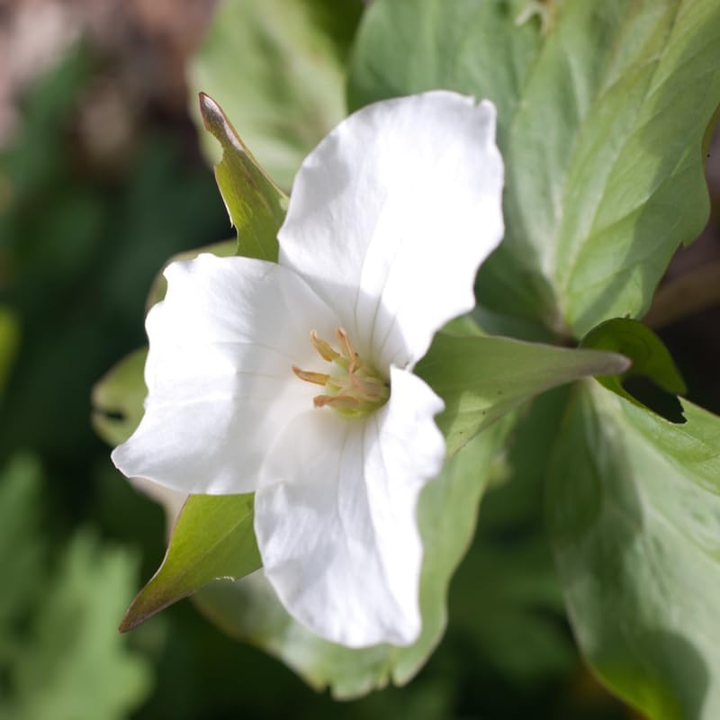5 White Trillium Bulbs for Planting, Large Bulbs, Perennial Flower Bulbs for Outdoor Garden and Woodland Landscaping