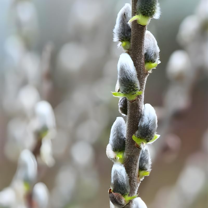 4 French Pussy Willow Live Plant, 12-24 Inch Tall, Pussy Willow Tree for Outdoor Planting, Ideal for Landscape Use and Seasonal Interest, Easy to Care