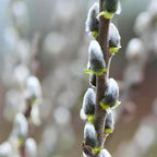 4 French Pussy Willow Live Plant, 12-24 Inch Tall, Pussy Willow Tree for Outdoor Planting, Ideal for Landscape Use and Seasonal Interest, Easy to Care