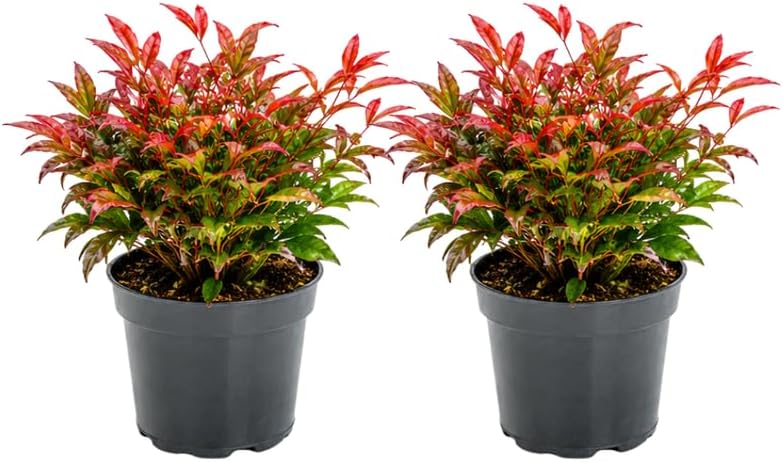 2 Firepower Dwarf Nandina Live Plants, 4-8" Tall in 4" Pot Nandina Domestica Heavenly Bamboo, Low Maintenance, Easy to Grow, Vibrant Compact Evergreen Shrub for Borders & Outdoor Landscaping