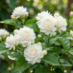 (No Ship to CA,HI,AK) Duke Jasmine Plant Live, 2 Gallon Pot, Low Maintenance Highly Fragrant Shrub for Homeowners, Sturdy Starter for Elegant Floral Displays