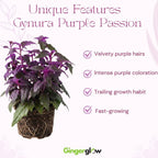 Gynura Purple Passion Live House Plant, 4-8" Rooted Plants, 2 Per Pack, Soft Purple Textured Leaves, Fast Growing & Easy Care