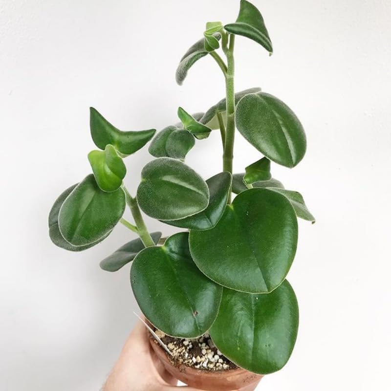 Peperomia Plant Live, Peperomia Incana in 4 Inch Pot, Compact Indoor Plant for Living Spaces, Gifting and Minimalist Interiors