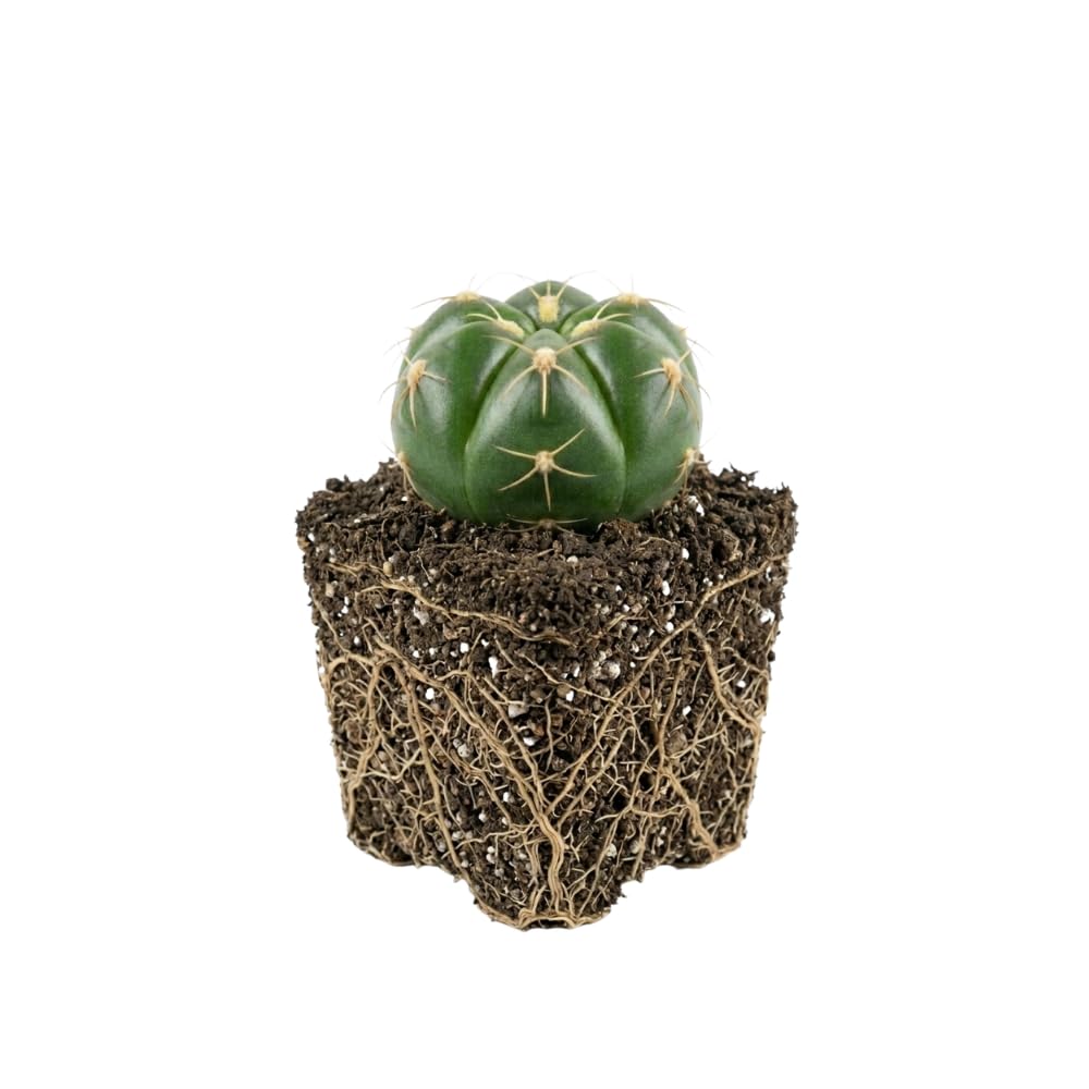 Live Cactus Plant Gymnocalycium Horstii Green Tomato, 4" Pot, Low Maintenance Rare Cactus, Drought Tolerant Houseplant for Indoor Décor, Windowsills & Succulent Collections