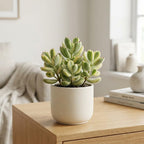 Variegated Bear Paw Succulent Plant Live, 2" Cotyledon Tomentosa Potted, Vigorous Houseplant, Easy to Care Drought Tolerant Decor