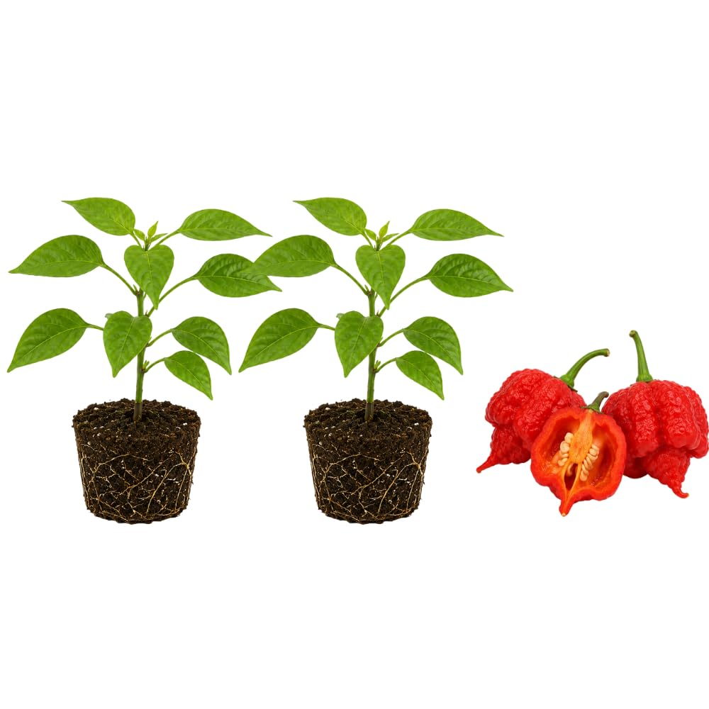 2 Habanero Plants Live, 2.5 Inch Pot Live Hot Pepper Plants, Non GMO, Well Rooted, High Yield, Perfect for Patio Pots and Window Boxes