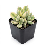 Variegated Bear Paw Succulent Plant Live, 2" Cotyledon Tomentosa Potted, Vigorous Houseplant, Easy to Care Drought Tolerant Decor