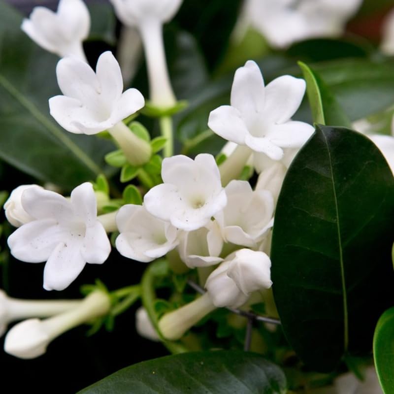 Belle of India Jasmine Plant Live | Size 4 to 5 Inch Tall | Housewarming Friendship Gifts for Women Best Friend Presents for Mom Birthday Gift for New Home