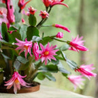 Light Orange Easter Cactus Live Plant 3 Inch Tall – Flowering Indoor Holiday Cactus with Soft Orange Blooms, Easy Care Easter Cactus Plants Live for Home, Office or Gift
