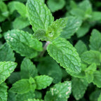 2 Chocolate Mint Plants, 3-Inch Pot, Mint Plants Live, Fast Growing Aromatic Perennial for Modern Landscape and Herb Gardening
