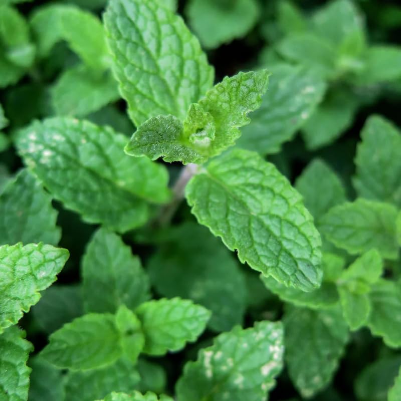 2 Chocolate Mint Plants, 3-Inch Pot, Mint Plants Live, Fast Growing Aromatic Perennial for Modern Landscape and Herb Gardening