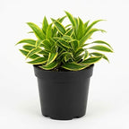 Dracaena Plant Live ‘Song of India’, 4 Inch Pot, Variegated Yellow and Green Indoor Plant for Home and Office