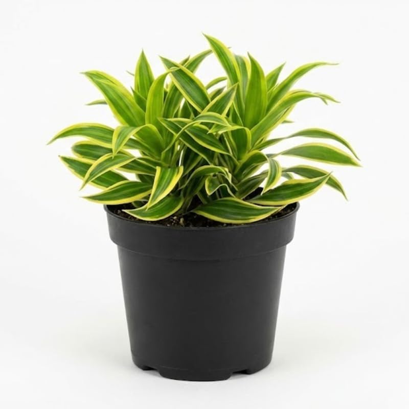 Dracaena Plant Live ‘Song of India’, 4 Inch Pot, Variegated Yellow and Green Indoor Plant for Home and Office