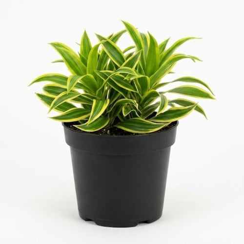 Dracaena Plant Live ‘Song of India’, 4 Inch Pot, Variegated Yellow and Green Indoor Plant for Home and Office
