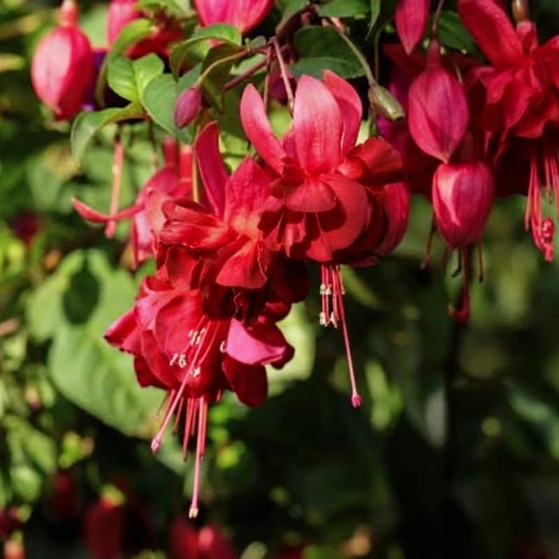 Fuchsia Plants Live, Double Red Fuchsia, 6-12 Inch Tall, Marinka Variety, Fast Growing Deciduous Flowering Shrub, Well-Rooted Plant