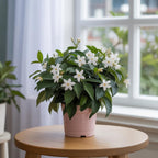Confederate Jasmine Plant Live, 8 Inch Tall, Live Evergreen Vine with Intensely Scented White Blooms