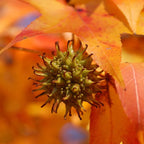 Set 5 Sweet Gum Plants Live – 6–12 Inch Trees | Hardy, Fast-Growing Outdoor Shade Trees