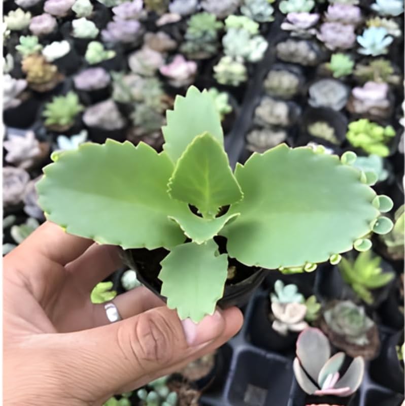 Mother of Thousands Kalanchoe Plants Live in 2" Inch Pot | Easy to Grow| Ideal for Beginners, Collections & Small Spaces