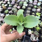 Mother of Thousands Kalanchoe Plants Live in 2" Inch Pot | Easy to Grow| Ideal for Beginners, Collections & Small Spaces