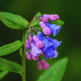 20 Virginia Bluebells Plants Roots, Easy to Grow Mertensia Virginica, Low Maintenance Bell-Shaped Blue Flowers for Shaded Landscaping