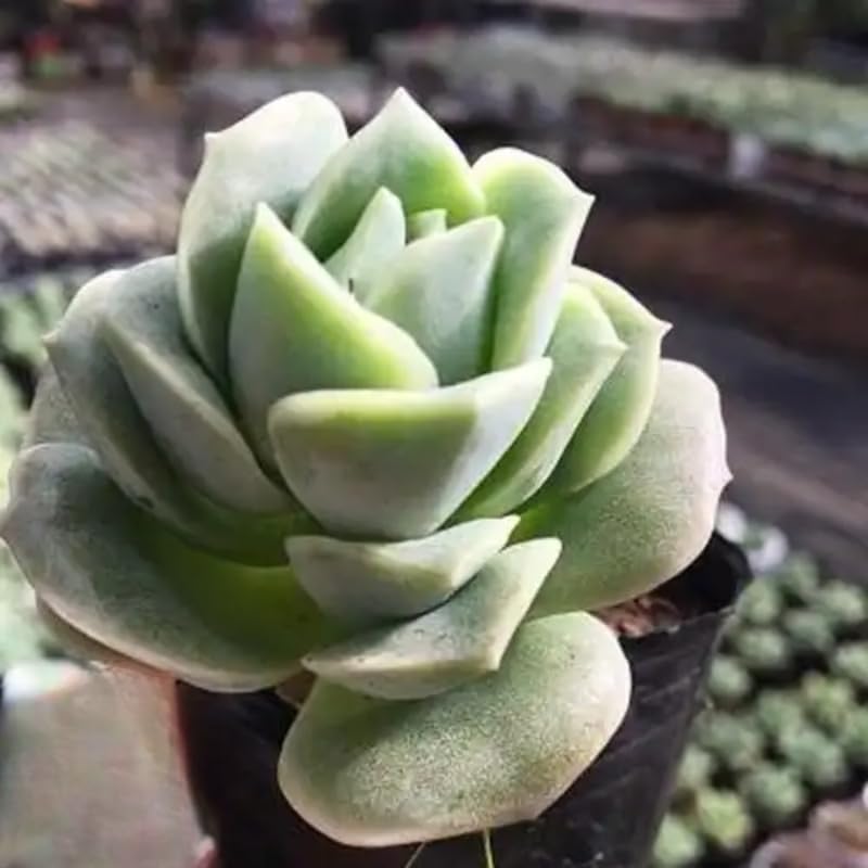 2 Live Succulent Plant Lovely Rose Succulent, 4" Potted Plant, Easy Care Greenery, Rose-Like Foliage for Home Decor and DIY Projects