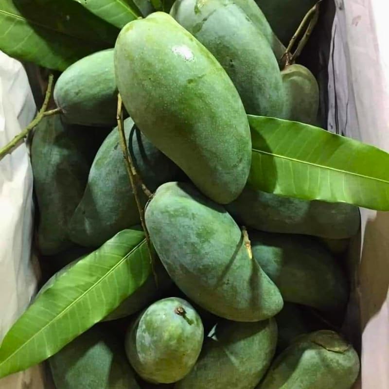 Keo Savoy Mango Trees Live Plants 2.5–3 Ft | Rich Sweet Mango Variety | Tropical Fruit Tree for Outdoor Growing | No Ship to CA, HI, AK