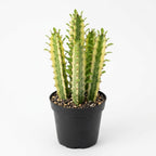 African Milk Tree, 3 Inch Potted Euphorbia Trigona, Low Maintenance Indoor Succulent with Upright Stems for Home & Office Decor