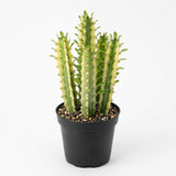 African Milk Tree, 3 Inch Potted Euphorbia Trigona, Low Maintenance Indoor Succulent with Upright Stems for Home & Office Decor