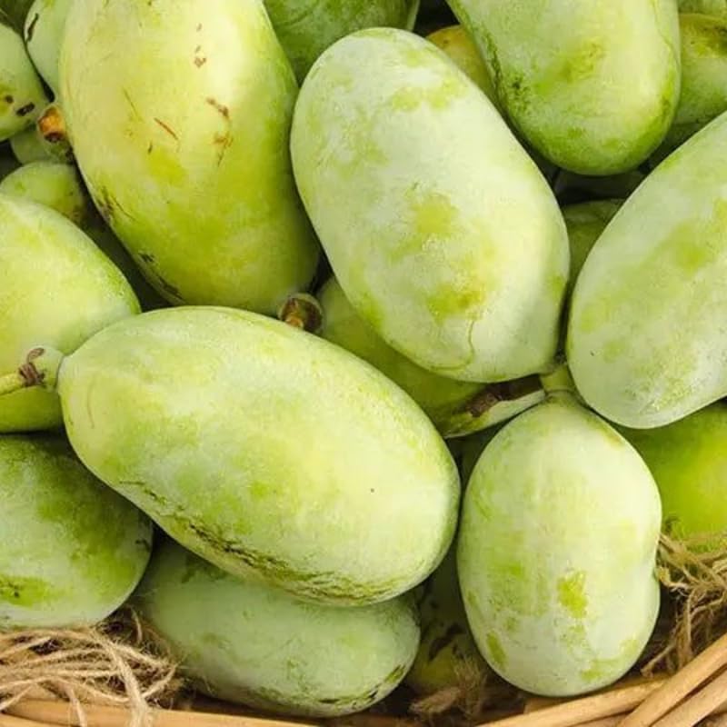 2 Pawpaw Tree Live Plant for Planting, 7 to 10 Inch Tall, Grown from Seed | Pawpaw Live Plants | Spring Growth