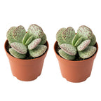 2 Dischidia Million Hearts Succulent Plants Live, 3" Pot, Hardy, Easy Care, Unique House Plant for Home, Office, and Balcony