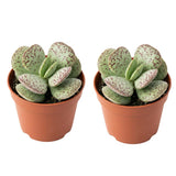 2 Dischidia Million Hearts Succulent Plants Live, 3" Pot, Hardy, Easy Care, Unique House Plant for Home, Office, and Balcony