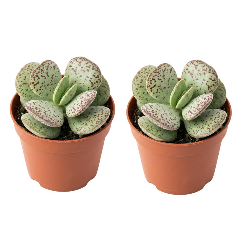 2 Dischidia Million Hearts Succulent Plants Live, 3" Pot, Hardy, Easy Care, Unique House Plant for Home, Office, and Balcony
