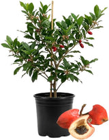 Miracle Berries Fruit Tree Plant - 12 to 14 Inches Tall in 3 Gallon Pot, Fast Growing Miracle Berry Plant Live Fruit Trees for Patio and Greenhouse (No Ship to CA, HI, AK)