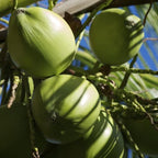 Green Coconut Tree Live Plants– 2.5–3 Ft Live Potted Tropical Fruit Plant | Compact Edible Coconut Tree for Patios, Balconies & Backyard Gardens | No Ship to CA,HI,AK