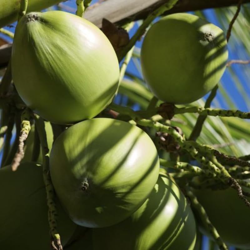 Green Coconut Tree Live Plants– 2.5–3 Ft Live Potted Tropical Fruit Plant | Compact Edible Coconut Tree for Patios, Balconies & Backyard Gardens | No Ship to CA,HI,AK