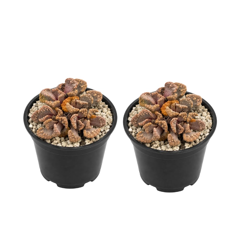 2 Echeveria Chroma Succulent Plants Live, 2 Inch Pot, Rare Live Succulent, Easy Care, Vibrant Color Indoor Houseplant for Home, Office Décor, Small Spaces & Gifts