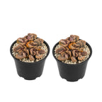 2 Echeveria Chroma Succulent Plants Live, 2 Inch Pot, Rare Live Succulent, Easy Care, Vibrant Color Indoor Houseplant for Home, Office Décor, Small Spaces & Gifts