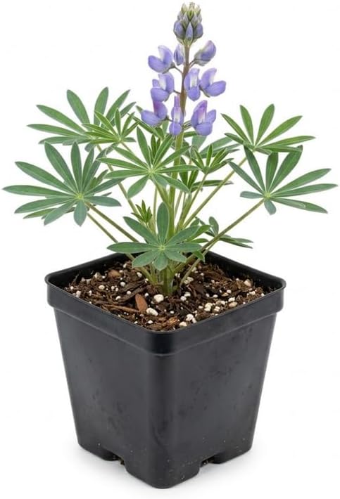Wild Lupine Plant in 3" Pot, Well-Rooted Cold-Hardy Perennial, Low Maintenance Purple Blue Butterfly Host for Yard Borders
