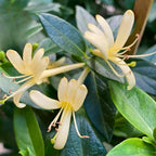 2 Honeysuckle Live Plant | 6–12 Inch Tall | Non-Vine Fragrant Shrubs for Yard Landscaping, Garden Beds, Borders & Pollinator-Friendly Areas