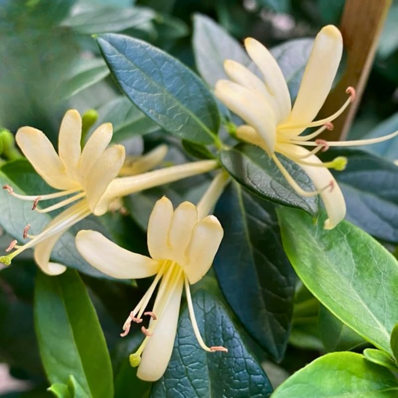 2 Honeysuckle Live Plants | 8–12 Inches Tall Rooted Cuttings | Fragrant Shrubs for Yard Landscaping, Garden Beds, and Border Planting