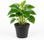 Peperomia Raindrop Live Plant in 4" Pot, Vigorous Potted Indoor Plant Starter with Glossy Teardrop Leaves, Sturdy Low Maintenance Pet-Safe Plant for Home Office & Desk Décor